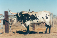 Overlord C P - Reference Longhorn Bulls