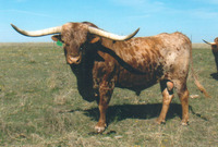 Shalako Chex - Reference Longhorn Bulls