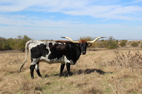 Katrina C P - Reference Longhorn Cows