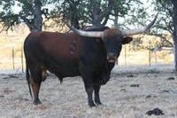 Hunts Emperors Destiny - Reference Longhorn Bulls