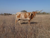 Pure At Heart CP - Reference Longhorn Cows