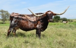 DO Shalakos Star - Longhorn Cows