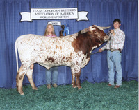 Boomerang's Tierra C P 701 - Reference Longhorn Bulls