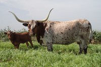 Lady Elvira C P - Reference Longhorn Cows