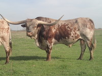 Magic Marker - Reference Longhorn Bulls