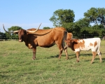 Shalako Can Dance C P - Longhorn Cows