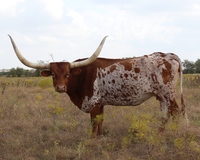 Shalako's Melo Melody C P - Longhorn Cows