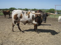 Boom Me Brindle C P - Reference Longhorn Bulls