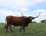 Tierra's Baby Doll C P - Longhorn Cows