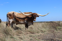 Ernie C P (steer) - Longhorn Steers