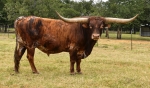 Preacher - Reference Longhorn Bulls
