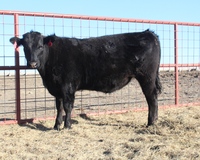 Wagyu Beef (Steer) - Longhorn Steers