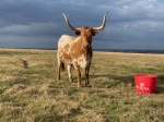 HD Jetstar - Longhorn Cows