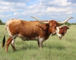 L-C Family Tradition - Longhorn Cows