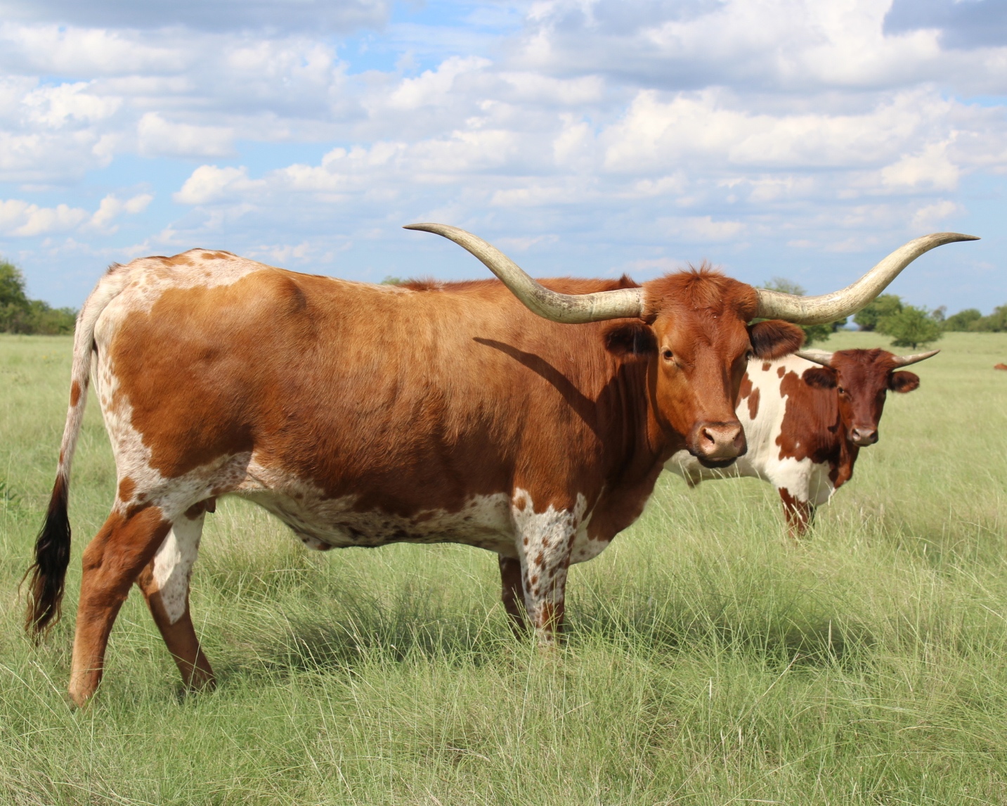 longhorns dri fit