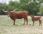 Magic Girl C P - Longhorn Cows