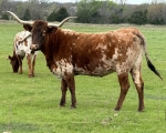 Blew By U - Longhorn Cows