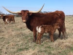 Neon Magic C P - Longhorn Cows