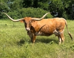 Go Go Magic C P - Longhorn Cows