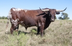 Sanddollar Discovery - Longhorn Bulls