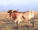 T L Jada - Longhorn Cows