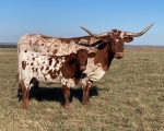 T L Jada - Longhorn Cows