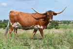 Lina C P - Longhorn Cows