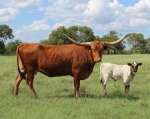 Be Melo C P - Longhorn Cows