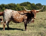 LR Princess - Longhorn Cows