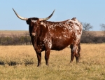 CT Sydney - Longhorn Cows