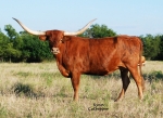 Preachers Katrina C P - Longhorn Cows