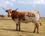 TC3 Girlee Girl - Longhorn Cows