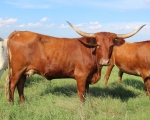 Discovery Luna C P - Longhorn Cows