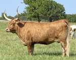 LR Bambi - Longhorn Cows