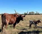 Sanddollar Highbrow Lady - Longhorn Cows