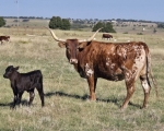 Discovery Valentina C P - Longhorn Cows
