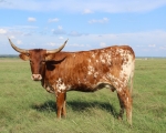 Discovery Valentina C P - Longhorn Cows