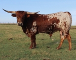 Poncho Villa 1/6 - Reference Longhorn Bulls