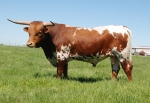 Sanddollar Cisco Kid - Reference Longhorn Bulls