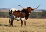 Sanddollar Contessa - Longhorn Cows