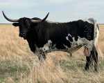Sanddollar Aim High - Longhorn Bulls