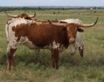 Preach To Rexxie C P - Longhorn Cows