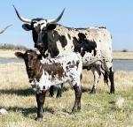 H D Dottie - Longhorn Cows