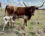 Discovery Emily C P - Longhorn Cows