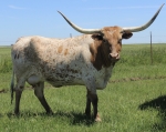 MJ Mary TM Zombie - Longhorn Cows