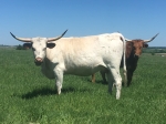 Discovery Polka Ghost C P - Longhorn Cows