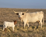 Discovery Polka Ghost C P - Longhorn Cows