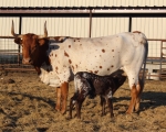 HD Samsonite Sammi - Longhorn Cows