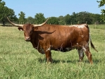 LR Miss Daisy - Longhorn Cows