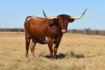 Discovery Tradition C P - Longhorn Cows